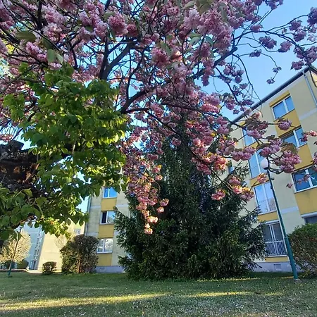 - Seerose 50 M2 Neufeldersee Apartment Ebenfurth