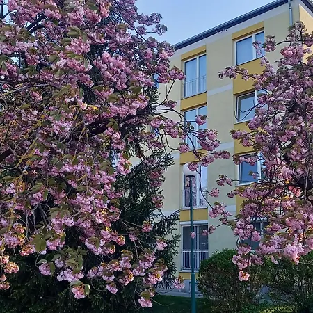 - Seerose 50 M2 Neufeldersee
