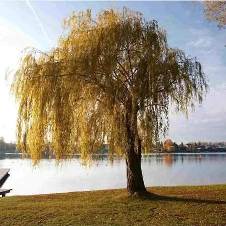 - Seerose 50 M2 Neufeldersee